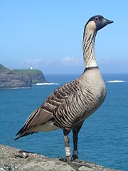 180px-branta_sandvicensis_-kilauea_point_national_wildlife_refuge_2c_hawaii_2c_usa-8_medium
